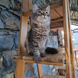 Cucciolo gatto Siberiano pedigree