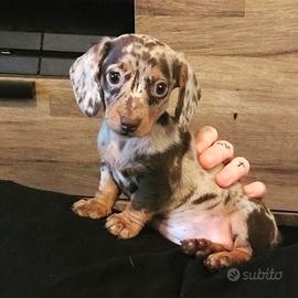 Bassotto - cuccioli arlecchino