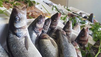 Rif.2415| attivita'/lic.commerciale chioggia