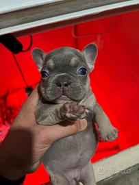 Bulldog francese lillac tan