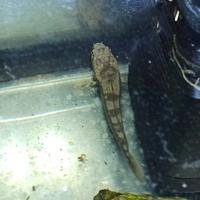 Pesci testa di serpente Channa pulchra