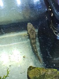 Pesci testa di serpente Channa pulchra