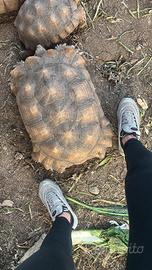 Tartarughe Sulcata