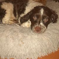 Cuccioli springer da tartufo MASCHI
