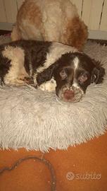 Cuccioli springer da tartufo