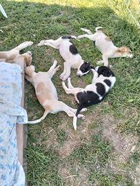 Cuccioli 3 mesi in adozione