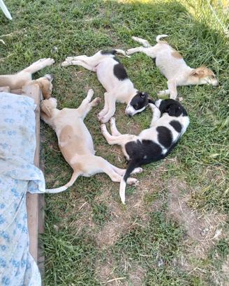 Cuccioli 3 mesi in adozione