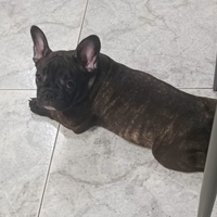 Bulldog francese