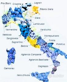 Direttore Operativo Sviluppo Ristorante Pub Bar