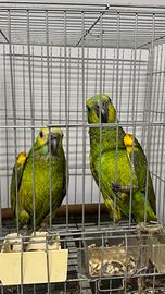 Pappagallo amazzone coppie