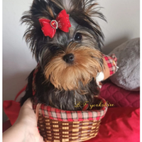 Cucciola femmina di yorkshire terrier