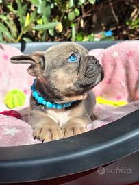 Maschietto Blu tan Bulldog Francese