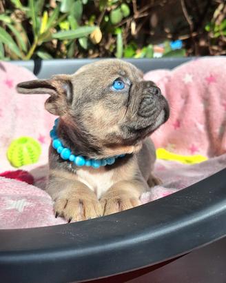 Maschietto Blu tan Bulldog Francese