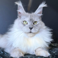 Maine coon femmina