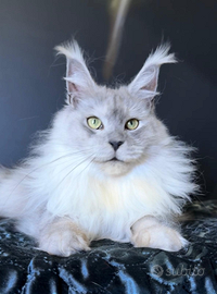 Maine coon femmina