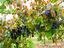 Immagine 25