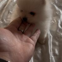Cuccioli Spitz tedesco Pomerania