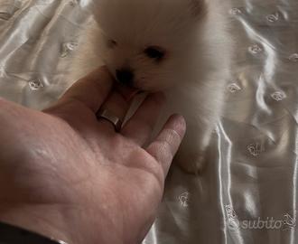 Cuccioli Spitz tedesco Pomerania