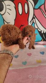 Cuccioli di barboncini