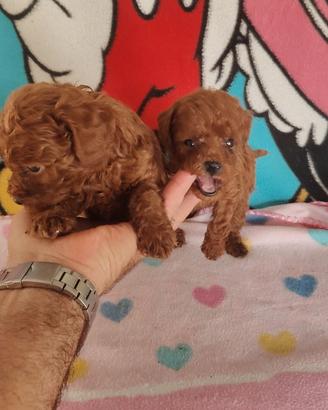 Cuccioli di barboncini