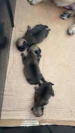 Cuccioli di carlino