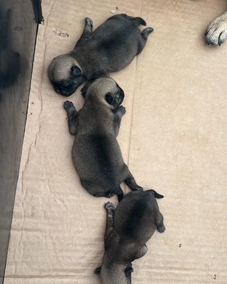 Cuccioli di carlino