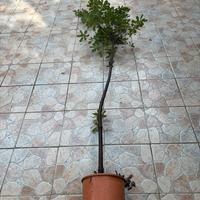 Pianta di pidosforo
