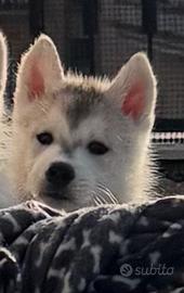 Siberian husky