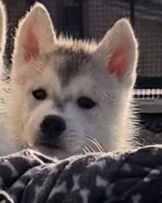 Siberian husky