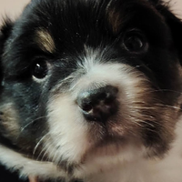 Cuccioli di Pastore Australiano