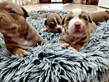 Cuccioli american bully