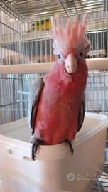 Cacatua rosa allevato a mano