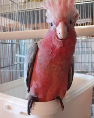 Cacatua rosa allevato a mano