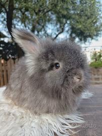 conigli angora inglese linea indonesiana 