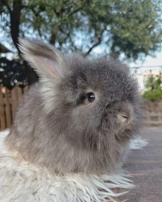 conigli angora inglese linea indonesiana 