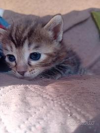 Gattini