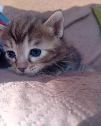 Gattini