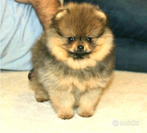 Cucciolo di Spitz maschio