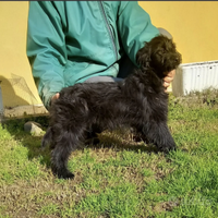 Cucciolo cane Pastorino dei Pirenei