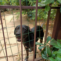 Husky e amstaff pittbull