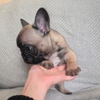 Bulldog francese