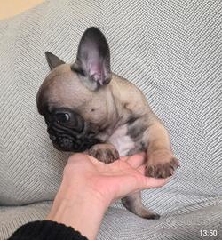 Bulldog francese