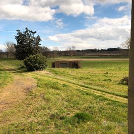 Leopoldina Sinalunga