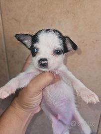 Chihuahua mini mini con pedigree