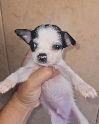 Chihuahua mini mini con pedigree