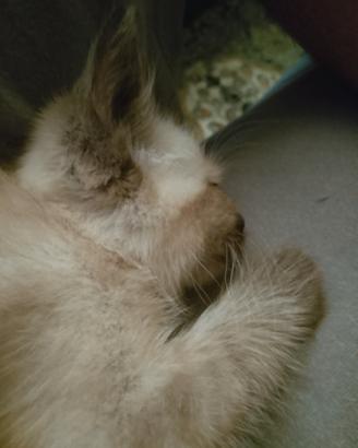 Cucciolo di siamese femmina thai