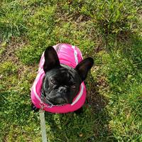 Cane bulldog francese femmina