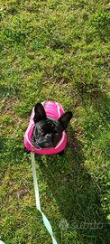 Cane bulldog francese femmina