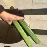 Bumper 10kgx2 Leonardo