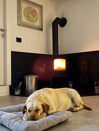 Labrador femmina sterilizzata
